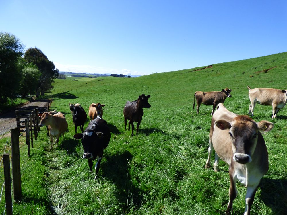 Image 1 - Property for sale - 2229 State Highway 31, Kawhia Road, Otorohanga, NZ 3974